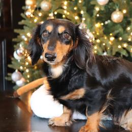 Molly - Dachshund