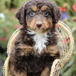 Denver - Red tri-color male Aussiedoodle puppy in Crete, Nebraska from Doodles & Co