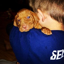 Vizsla Puppies from Diamond Vizslas