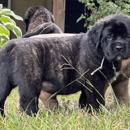Mastiff puppies from Beaver Creek Mastiffs