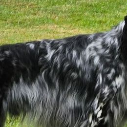Dandy - English Setter
