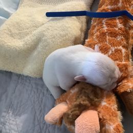 Boy1 - White male Bulldog puppy in Tierra Verde, Florida from Destiny Kennel