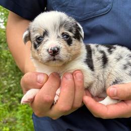 American Corgi and Pembroke Welsh Corgi Puppies from Grassy Lake Corgis