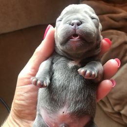 French Bulldog Puppies from Crooked C Ranch
