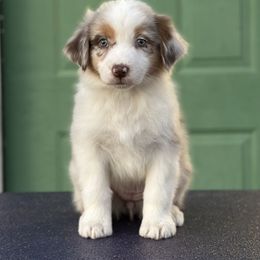 Girl - Red merle female Australian Shepherd puppy in Terrebonne, Oregon from Storybrooke Australian Shepherds