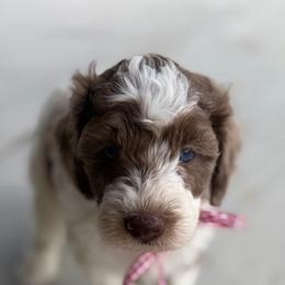 Merle boy 3 - Merle male Double Doodle puppy in Yoakum, Texas from The Scott’s Dood Ranch