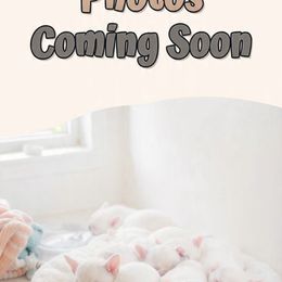 Tinker bell - Tricolors female French Bulldog puppy in Plano, Illinois from Velvet Fluffy Pups