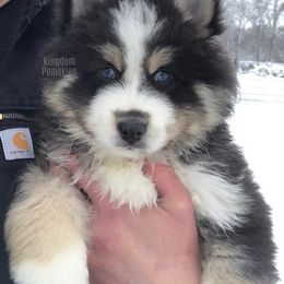 Pomsky Puppies from Kingdom Pomskies