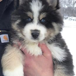 Pomsky Puppies from Kingdom Pomskies
