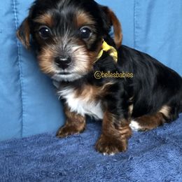 Yorkshire Terrier Puppies from Belle's Yorkie Babies