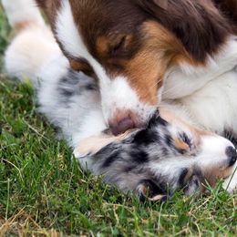 Australian Shepherd Puppies from Everly Australian Shepherds