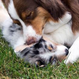 Australian Shepherd Puppies from Everly Australian Shepherds