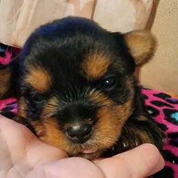 Yorkshire Terriers from GRIFFEY'S SPA AND KENNEL
