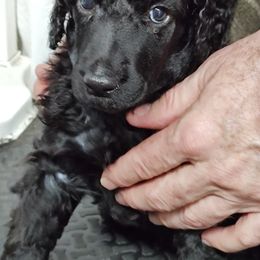 Poodle Puppies from Canterland Farm