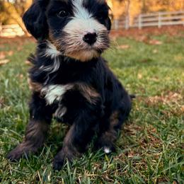 Star - Tri-color female Bernedoodle puppy in Temecula, California from Country Hills Doodles