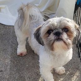 Tig - Shih Tzu