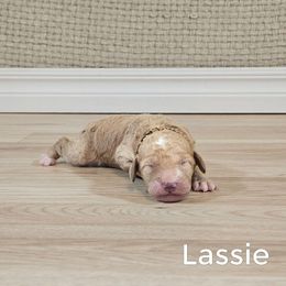 Lassie - Apricot female Goldendoodle puppy in Guthrie, Oklahoma from Edmond Doodles, LLC