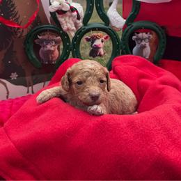 Rose - Red female Cavapoo puppy in Austin, Texas from Doodles of Central Texas