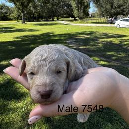 Toby 7548 - Apricot male Goldendoodle puppy in Arcadia, Florida from KnuDawn Goldendoodles