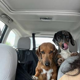 Mac - Dachshund