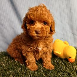 Prince Charming - Red  male Poodle puppy in Blanch, North Carolina from Faithful Hearts Kennel