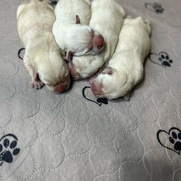 Girl 3 - Yellow female Labrador Retriever puppy in Iowa City, Iowa from Country Road Acres