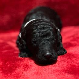 Silver Collar - Blue male Poodle puppy in North Newton, Kansas from Cuddlebugs Standard Poodles
