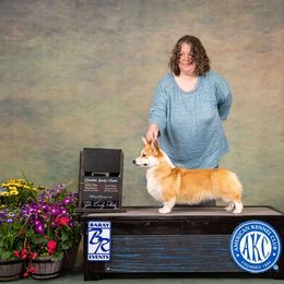 Jessie - Pembroke Welsh Corgi