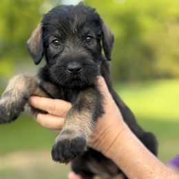 Mystic - Pepper and salt female Giant Schnauzer puppy in Goodrich, Texas from Silver Creek Giant Schnauzers