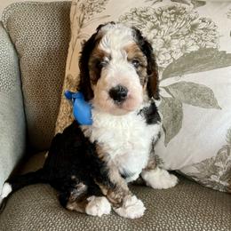 Linus Blue Boy - Tri-color male Bernedoodle puppy in The Woodlands, Texas from Gracie's Goldendoodles and Bernedoodles
