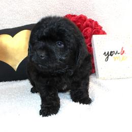 Beau - Black and white male Aussiedoodle puppy in Stokesdale, North Carolina from His and Hers Poodles and Doodles