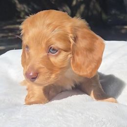 Winston - Cream male Dachshund puppy in Irvington, Alabama from Christopher's Dachshunds