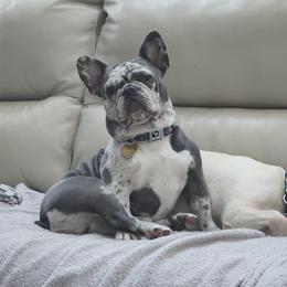 Dodi - French Bulldog