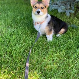 Pembroke Welsh Corgi All Grown Up from Shez First Class Corgis