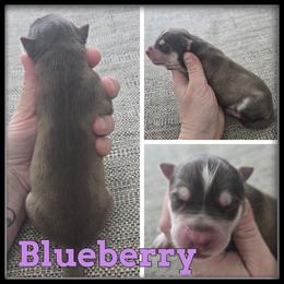 Blueberry - Red and white female Siberian Husky puppy in Wheeler, Michigan from Haase Family Kennels