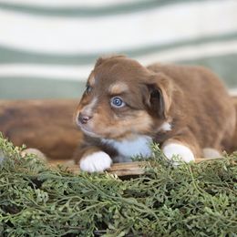 Miniature Australian Shepherd Puppies from ELVF Mini Aussies