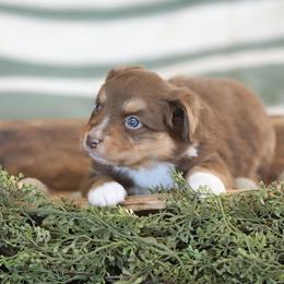 Miniature Australian Shepherd Puppies from ELVF Mini Aussies