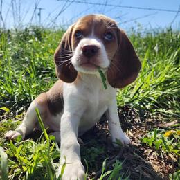 Klinger - Brown white and tan Beagle puppy in Bois D Arc, Missouri from Country Home Pets and Farm