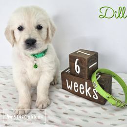 Dill - Light golden male Golden Retriever puppy in Carthage, Missouri from SDG Goldens
