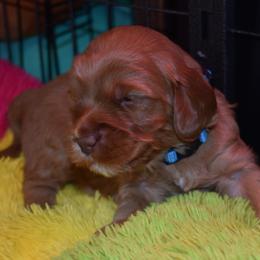 Australian Labradoodle Puppies from Blue Line Doodles of Arizona