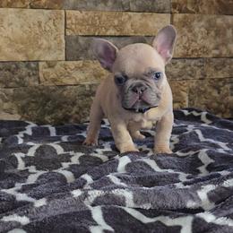 Blue collar - Fawn male French Bulldog puppy in North Branch, Minnesota from Halverson Bulldogges