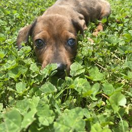 Dachshund Puppies from Crenshaw Dachshunds