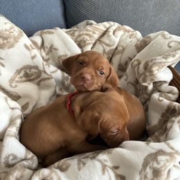 Vizsla Puppies from Foxfire Vizslas