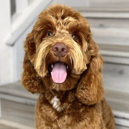 Benji - Australian Labradoodle