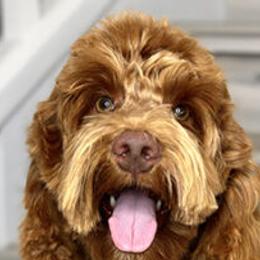 Benji - Australian Labradoodle