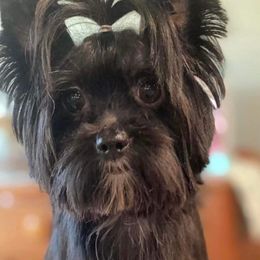 Seven - Yorkshire Terrier