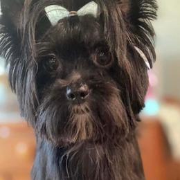 Seven - Yorkshire Terrier