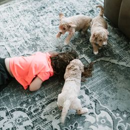 Goldendoodle and Golden Retriever Puppies from Poofy Puppies