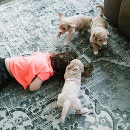 Goldendoodle and Golden Retriever Puppies from Poofy Puppies