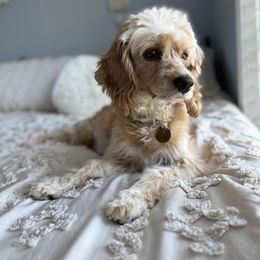 Ellie - Cockapoo